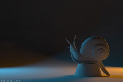 WALEE_noe_snail_02.jpg, Nov 2010 WALEE_noe_snail_02.jpg
